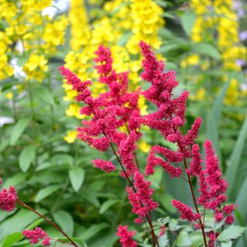 Astilbe japonica 'Vesuvius'