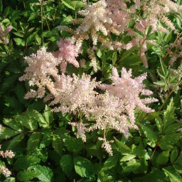 Astilbe Pink Lightning