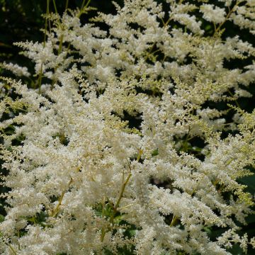 Astilbe simplicifolia Darwin's Snow Sprite - False Spirea