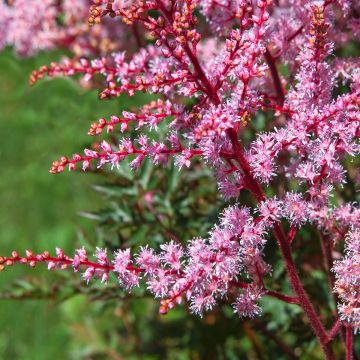 Astilbe simplicifolia Key West - False Spirea