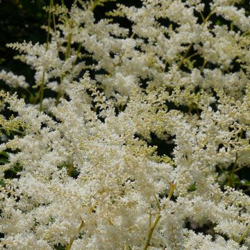 Astilbe simplicifolia 'Sprite'