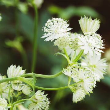 Astrantia major 'Alba' 