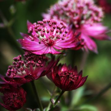 Astrantia major Burgundy Manor - Great Masterwort