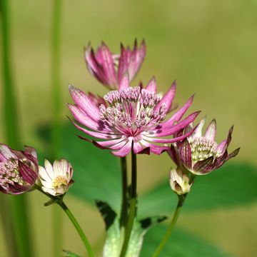 Astrantia major Primadonna - Great Masterwort