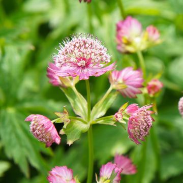 Astrantia major Rosea - Masterwort