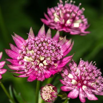 Astrantia major Rubra - Masterwort