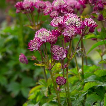 Astrance - Astrantia major Star of Beauty