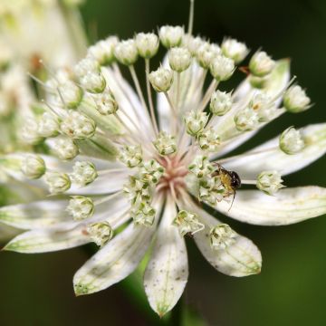 Astrance - Astrantia major White Giant.