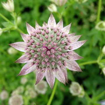 Astrantia major Florence - Great Masterwort