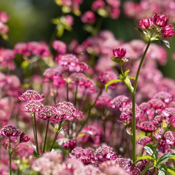 Astrantia major Cerise Button - Masterwort