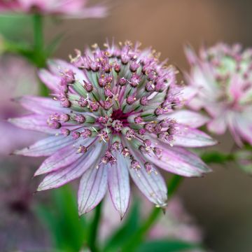 Astrantia major - Masterwort