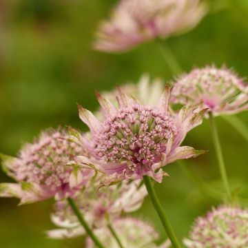 Astrantia major 'Pink Pride'