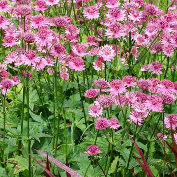 Astrantia major Rosensinfonie - Masterwort