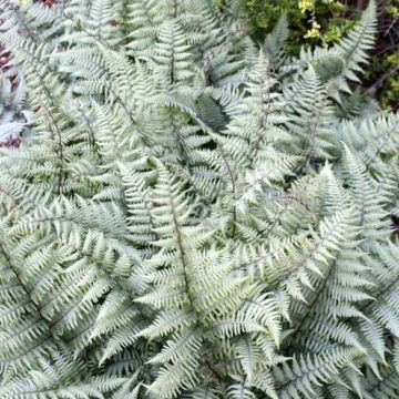 Athyrium niponicum var. pictum Ghost - Painted Fern