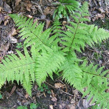 Athyrium filix-femina - Lady Fern