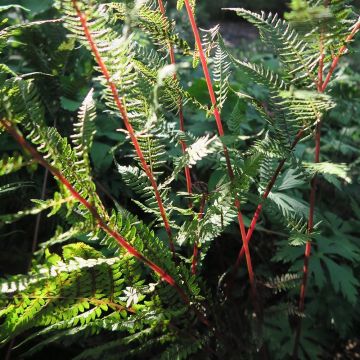 Athyrium filix-femina Lady in Red - Fougère femelle