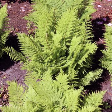 Athyrium filix-femina Rotstiel - Lady Fern