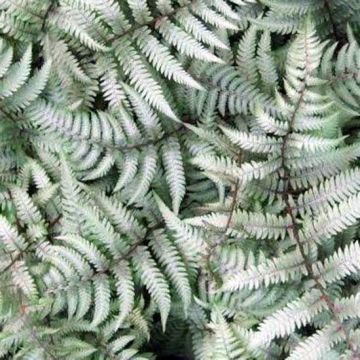 Athyrium niponicum Burgundy Lace - Painted Fern