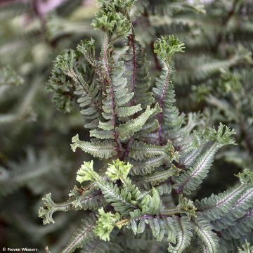 Athyrium niponicum Crested Surf - Painted Fern