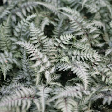 Athyrium niponicum Pewter Lace - Painted Fern