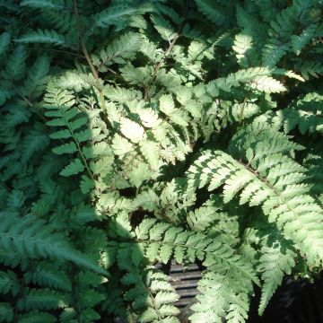 Athyrium niponicum Ursulas Red - Painted Fern