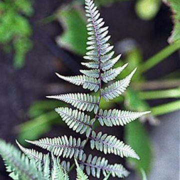 Athyrium niponicum var. pictum Metallicum - Painted Fern
