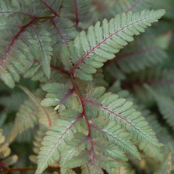 Athyrium niponicum var. pictum Red Beauty - Painted Fern