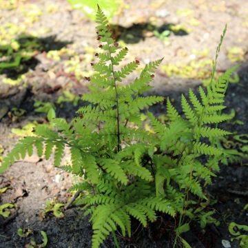 Athyrium vidalii - Lady Fern