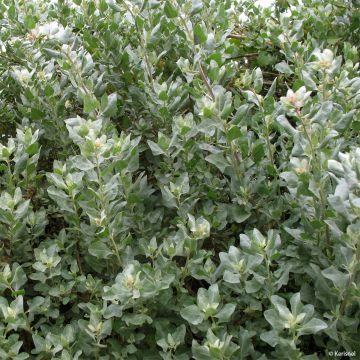 Atriplex halimus - Arroche marine, pourpier de mer