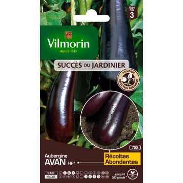 Aubergine Avan F1 - Vilmorin Seeds