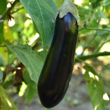 Aubergine Baluroi F1 Seeds