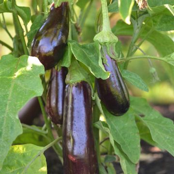 Aubergine Violetta Lunga 2 - Ferme de Sainte Marthe seeds