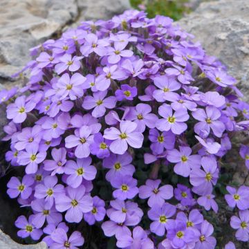 Aubriète, Aubrietia Novalis Blue