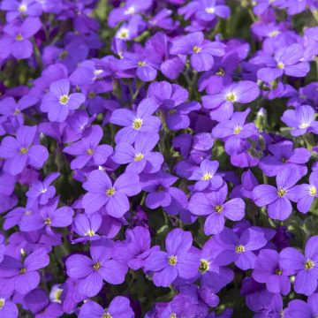 Aubrieta Cascade Purple