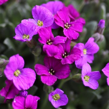 Aubriète, Aubrietia Elsa Lancaster