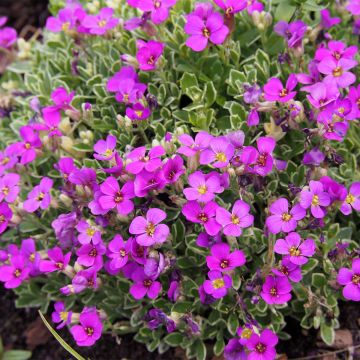 Aubrieta Swan Red - Rock Cress