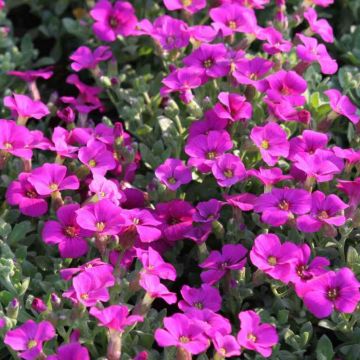 Aubrieta gracilis Rose-Red