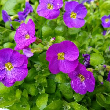 Aubriete Kitte® Bleu (Blue)  - Aubrieta x gracilis en pot de 2/3 L