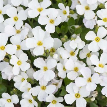 Aubrieta gracilis Kitte White