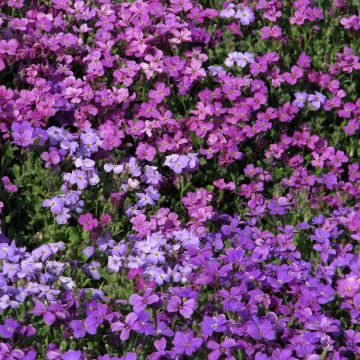 Aubrieta T&M Mixed Hybrids Seeds