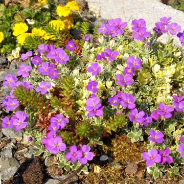 Aubrieta Argenteovariegata