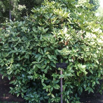 Aucuba japonica Crotonifolia- Spotted Laurel