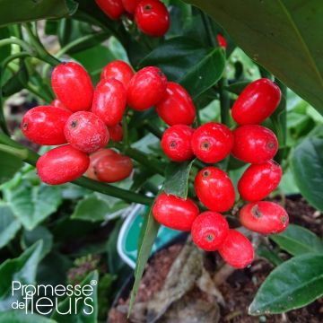 Aucuba Japonica Rozannie- Spotted Laurel