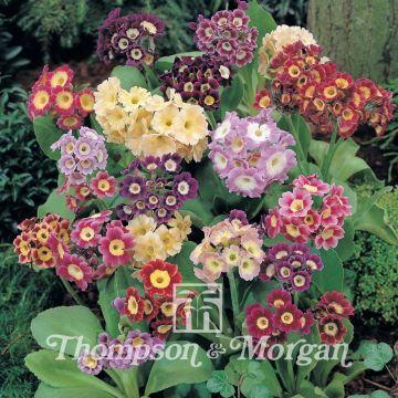 Primula auricula Douglas Prize Mix