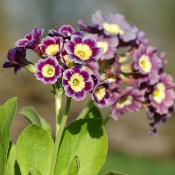 Primula x pubescens - Tyrol Primrose