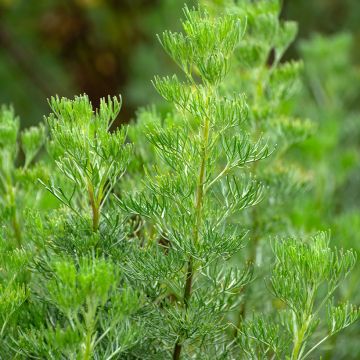 Artemisia abrotanum