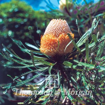 Banksia hookeriana