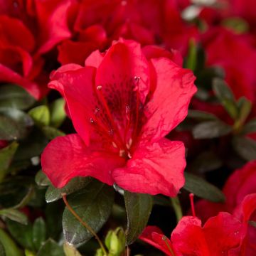 Azalea japonica ENCORE Autumn Fire Roblez