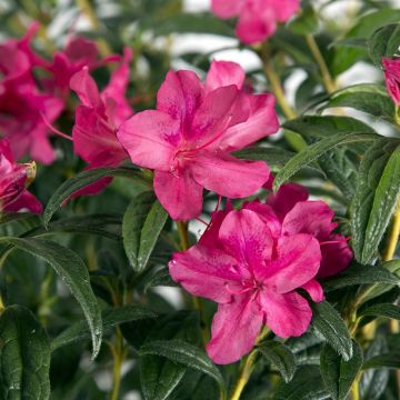 Rhododendron (Azalea) japonica ENCORE® Jewel 'Roblue'