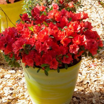 Azalea japonica ENCORE Sunset Roblen